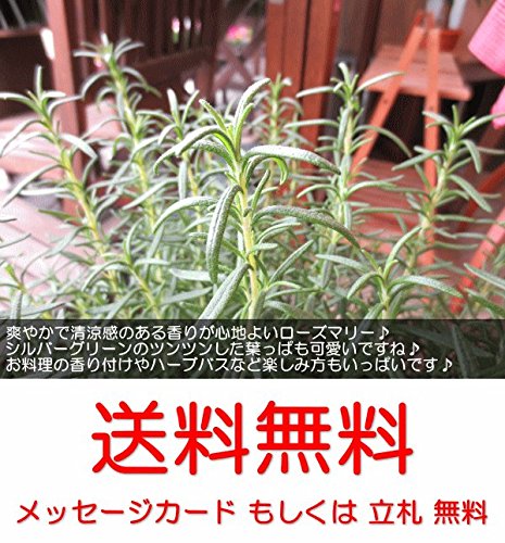 Amazon｜ローズマリー 立性 7号鉢サイズ 鉢植え｜観葉植物